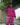 BILLEBEINO OVERSIZE HOODIE